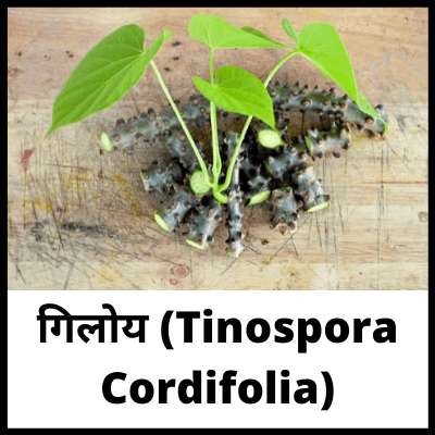गिलोय (Tinospora Cordifolia)