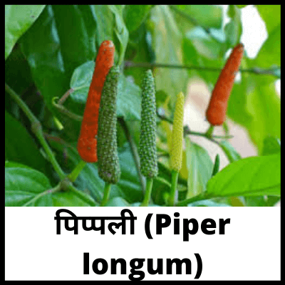 पिप्पली (Piper longum), लिंग मोटा लम्बा करने की आयुर्वेदिक दवा