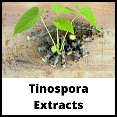 Tinospora Extracts