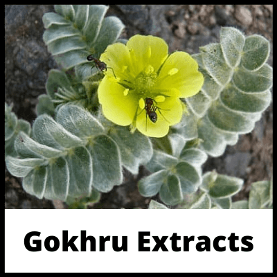 Gokhru Extracts