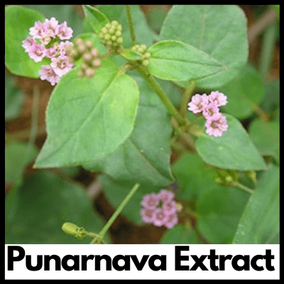 Punarnava Extract, Supplement for Joint Pain