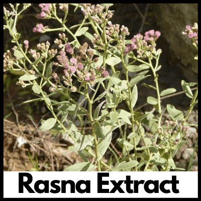 Rasna Extract, Supplement for Joint Pain