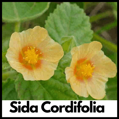 Sida Cordifolia, Best Arthritis Tablets