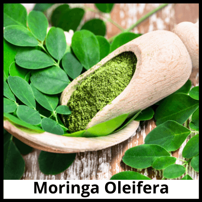 Moringa Oleifera, Best Moringa Tablets
