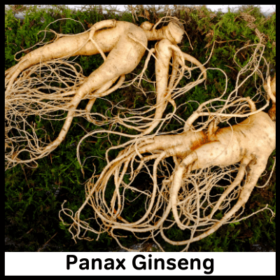 Panax Ginseng, Ginseng Capsules In India